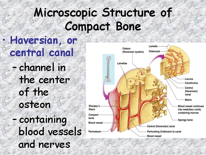 Microscopic Structure of Compact Bone • Haversian, or central canal – channel in the