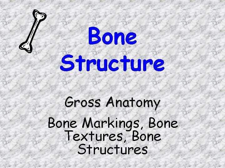 Bone Structure Gross Anatomy Bone Markings, Bone Textures, Bone Structures 