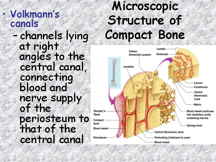 • Volkmann’s canals – channels lying at right angles to the central canal, • Volkmann’s canals – channels lying at right angles to the central canal,
