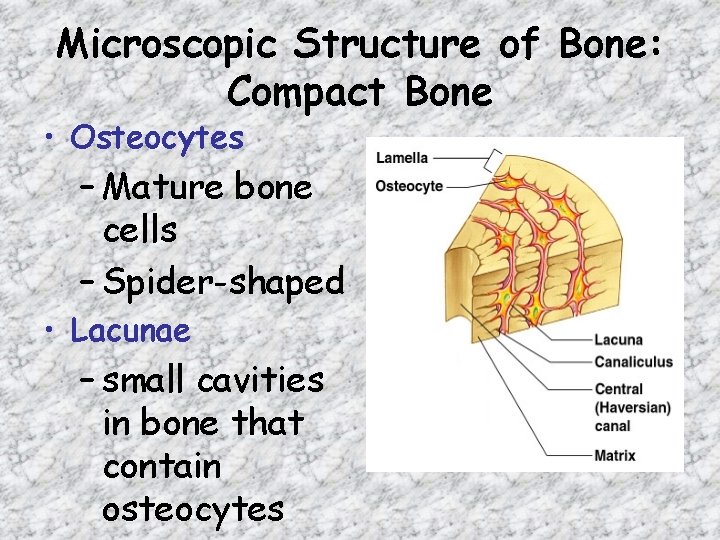 Microscopic Structure of Bone: Compact Bone • Osteocytes – Mature bone cells – Spider-shaped