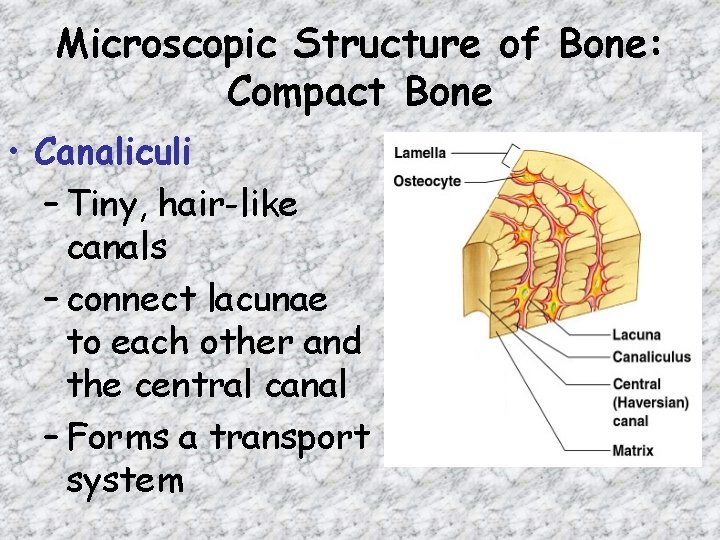 Microscopic Structure of Bone: Compact Bone • Canaliculi – Tiny, hair-like canals – connect Microscopic Structure of Bone: Compact Bone • Canaliculi – Tiny, hair-like canals – connect