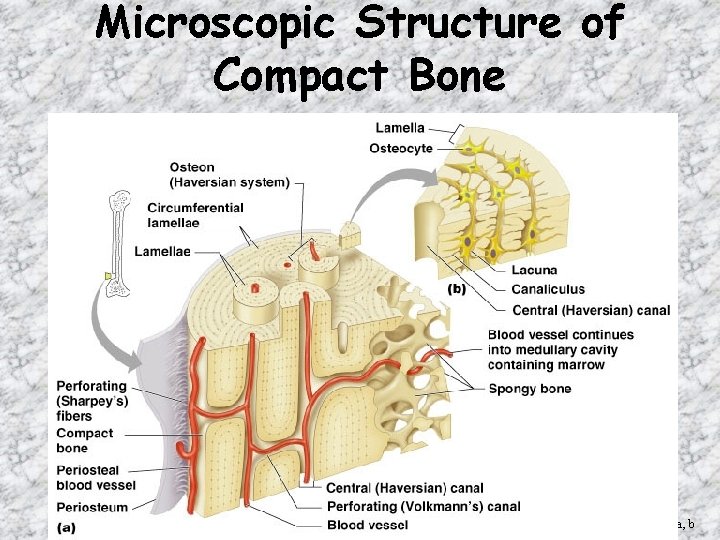 Microscopic Structure of Compact Bone Figure 6. 6 a, b 