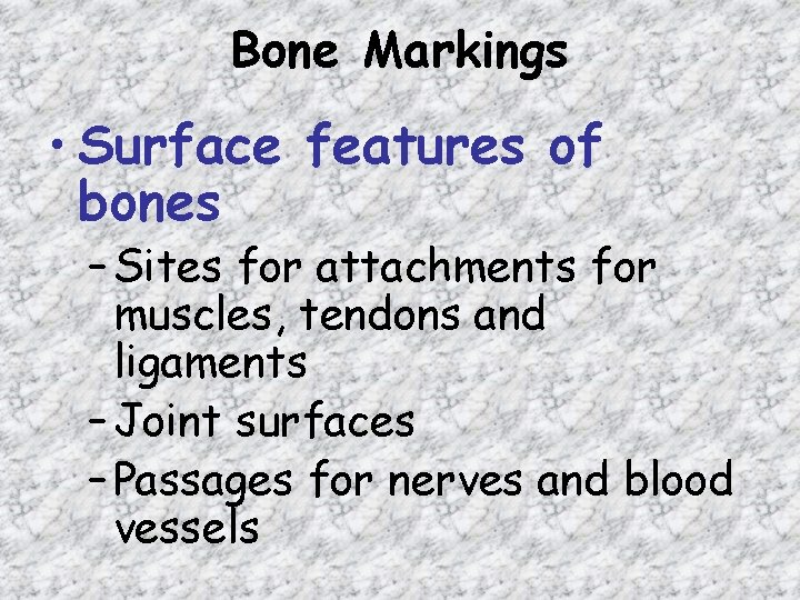 Bone Markings • Surface features of bones – Sites for attachments for muscles, tendons