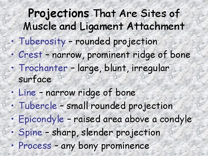 Projections That Are Sites of Muscle and Ligament Attachment • Tuberosity – rounded projection Projections That Are Sites of Muscle and Ligament Attachment • Tuberosity – rounded projection