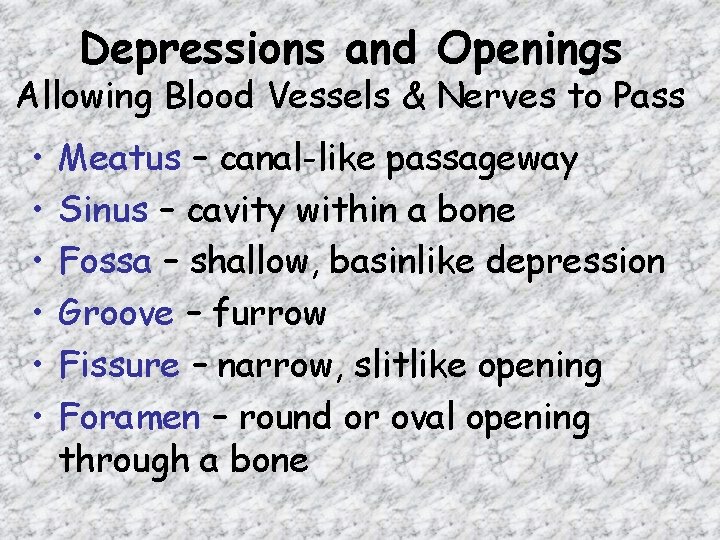 Depressions and Openings Allowing Blood Vessels & Nerves to Pass • • • Meatus