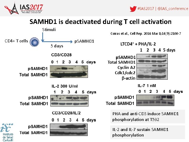 #IAS 2017 | @IAS_conference SAMHD 1 is deactivated during T cell activation Stimuli CD