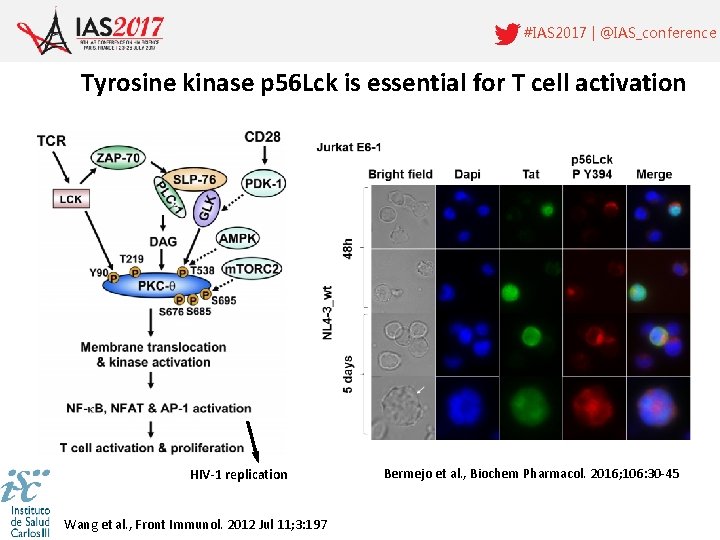 #IAS 2017 | @IAS_conference Tyrosine kinase p 56 Lck is essential for T cell