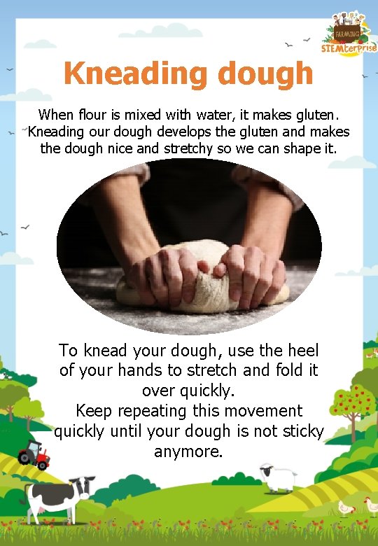 Kneading dough When flour is mixed with water, it makes gluten. Kneading our dough