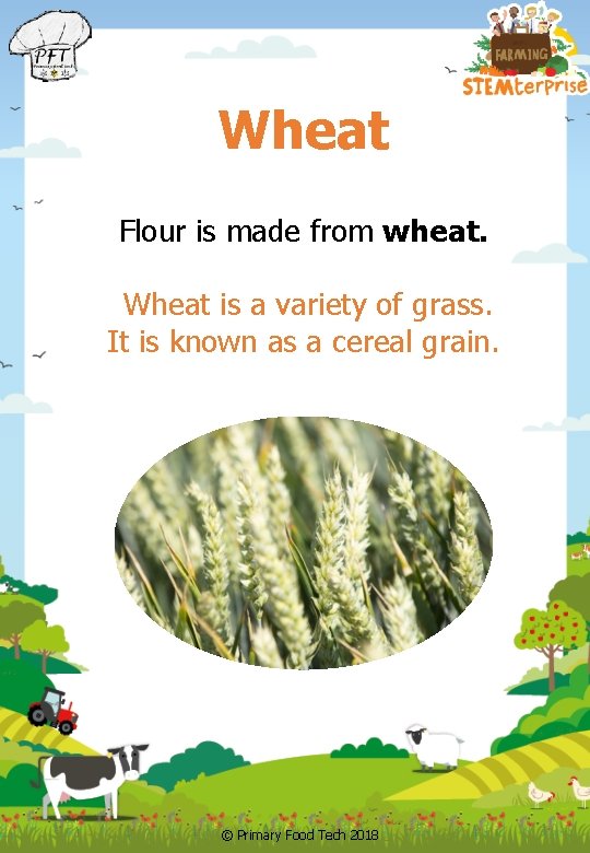 Wheat Flour is made from wheat. Wheat is a variety of grass. It is