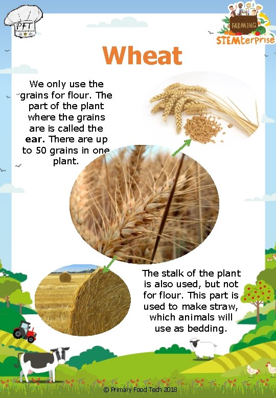 Wheat We only use the grains for flour. The part of the plant where