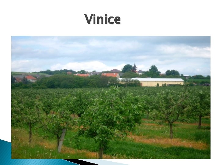 Vinice 