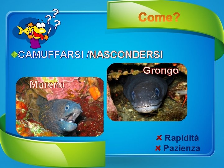 ? ? ? CAMUFFARSI /NASCONDERSI Grongo Murena Rapidità Pazienza 