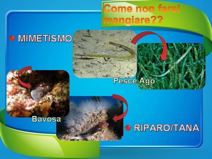 MIMETISMO Pesce Ago Bavosa RIPARO/TANA 