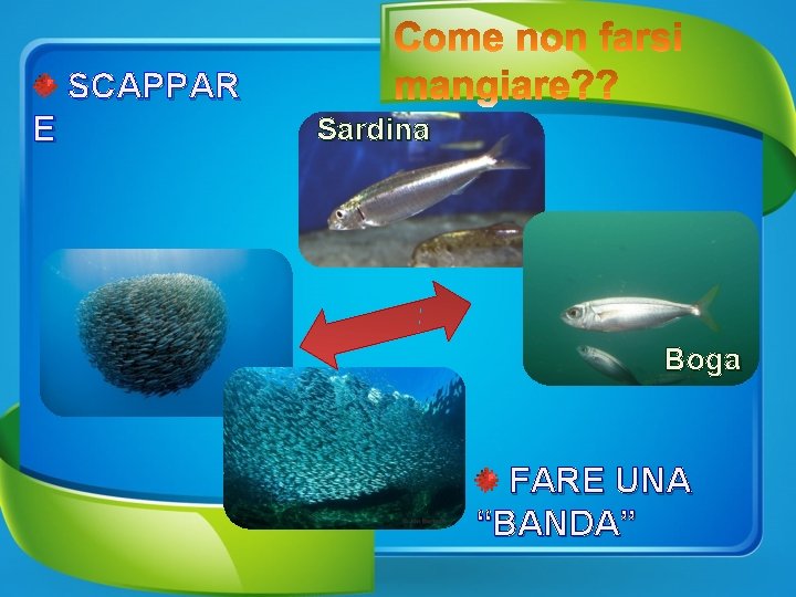 SCAPPAR E Sardina Boga FARE UNA “BANDA” 