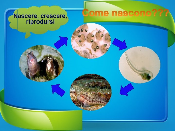 Nascere, crescere, riprodursi 