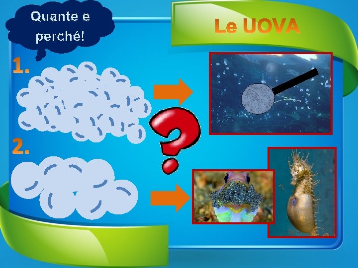 Quante e perché! 