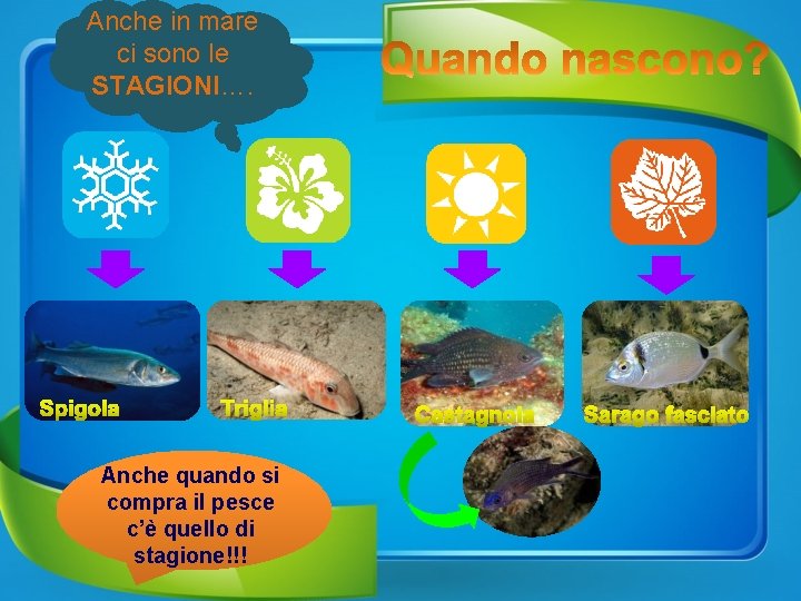 Anche in mare ci sono le STAGIONI…. Anche quando si compra il pesce c’è