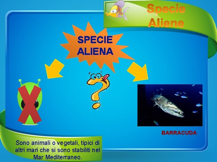 SPECIE ALIENA BARRACUDA Sono animali o vegetali, tipici di altri mari che si sono