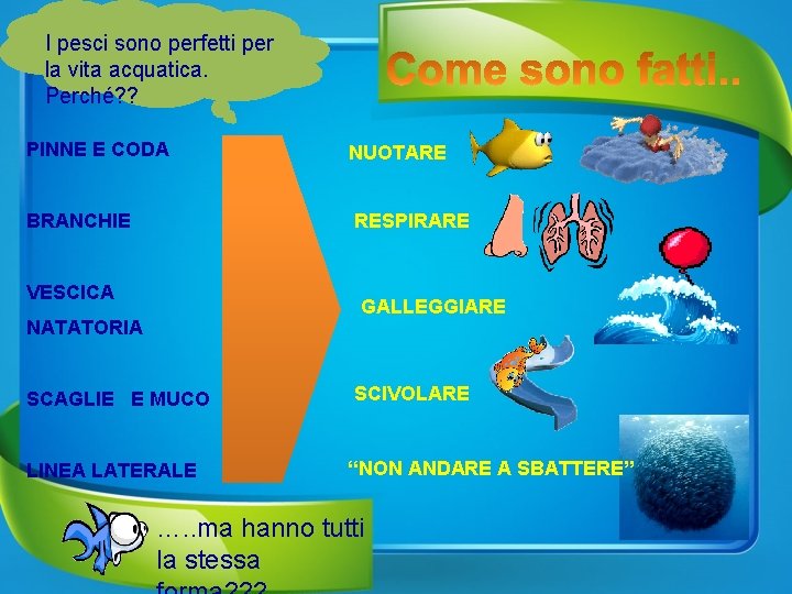 I pesci sono perfetti per la vita acquatica. Perché? ? PINNE E CODA NUOTARE