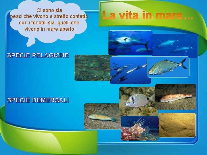 Ci sono sia pesci che vivono a stretto contatto con i fondali sia quelli