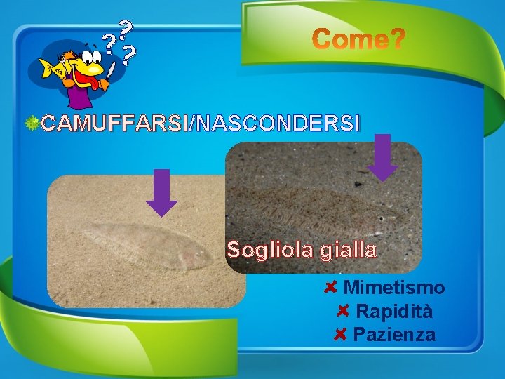 ? ? ? CAMUFFARSI/NASCONDERSI Sogliola gialla Mimetismo Rapidità Pazienza 