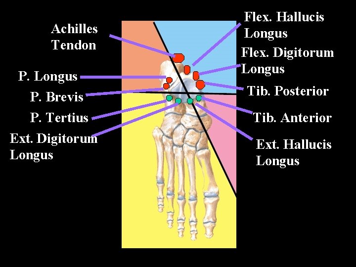 Achilles Tendon P. Longus P. Brevis P. Tertius Ext. Digitorum Longus Flex. Hallucis Longus