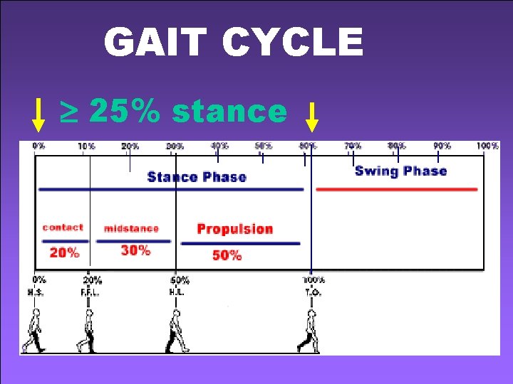 GAIT CYCLE 25% stance 