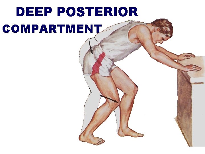 DEEP POSTERIOR COMPARTMENT 