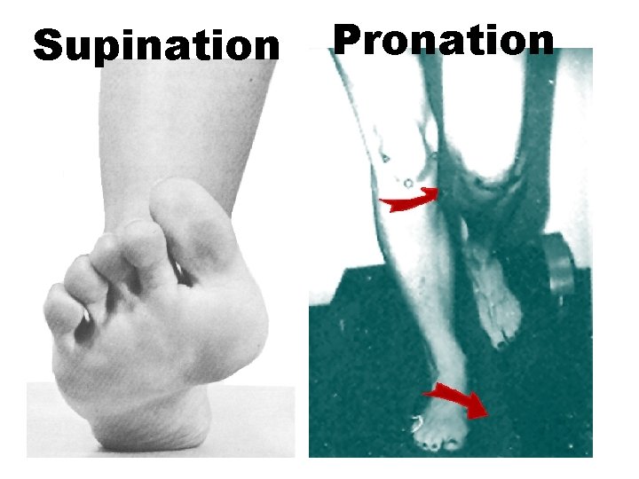 Supination Pronation 