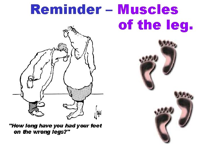 Reminder – Muscles of the leg. 