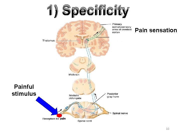 1) Specificity Pain sensation Painful stimulus 10 