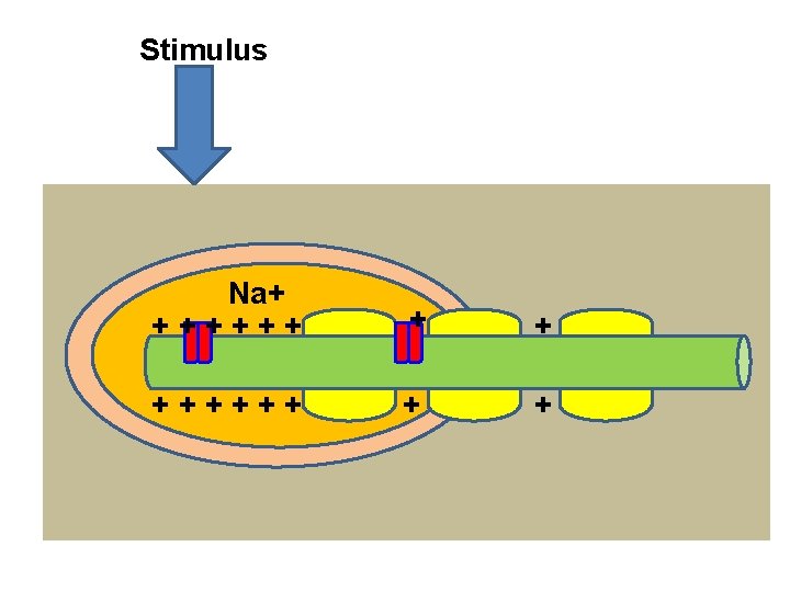 Stimulus Na+ ++++++ + + 