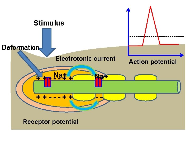 Stimulus Deformation Electrotonic current + + - Na+ --++ Na+ -- ++---++ -- Receptor