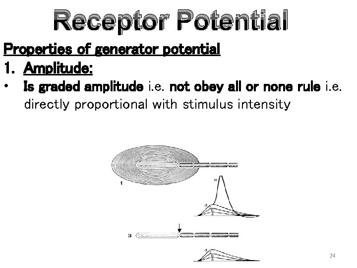 Receptor Potential Properties of generator potential 1. Amplitude: • Is graded amplitude i. e.