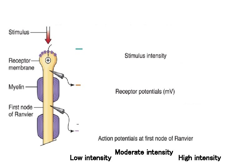 Low intensity Moderate intensity High intensity 
