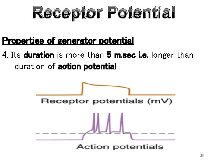 Receptor Potential Properties of generator potential 4. Its duration is more than 5 m.