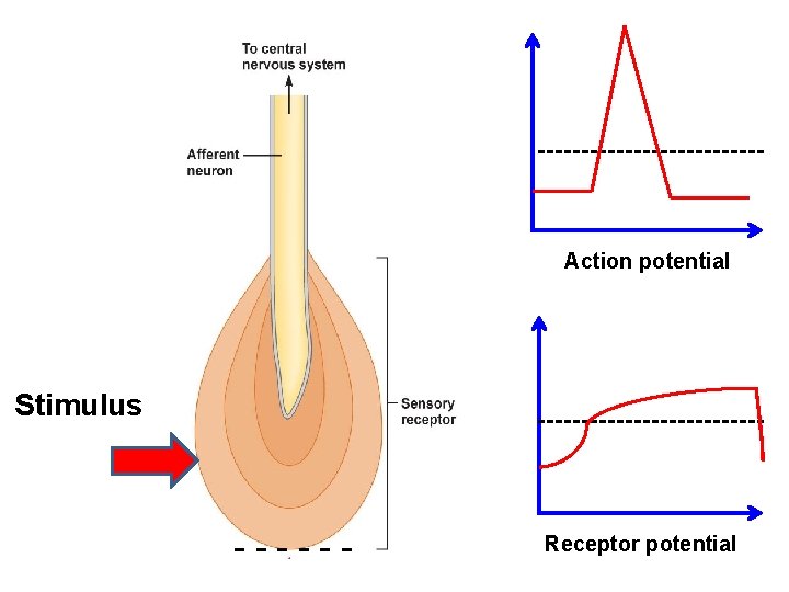 Action potential Stimulus -- ------ Receptor potential 
