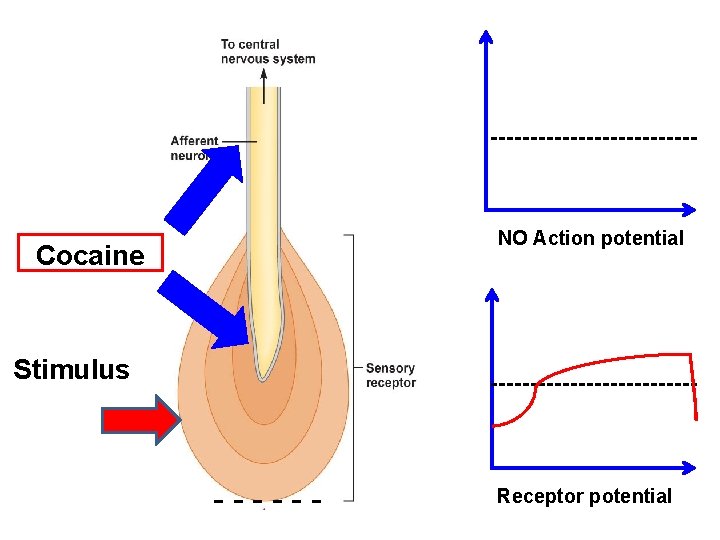 NO Action potential Cocaine Stimulus -- ------ Receptor potential 