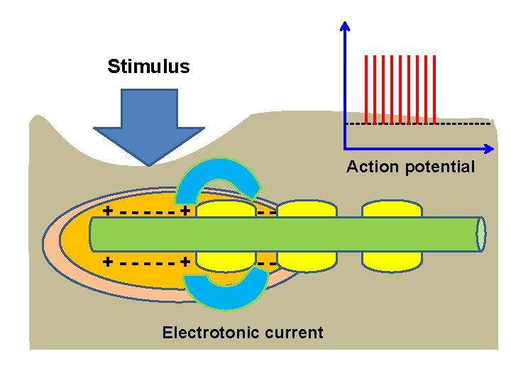 Stimulus Action potential +-----+ -- Electrotonic current 