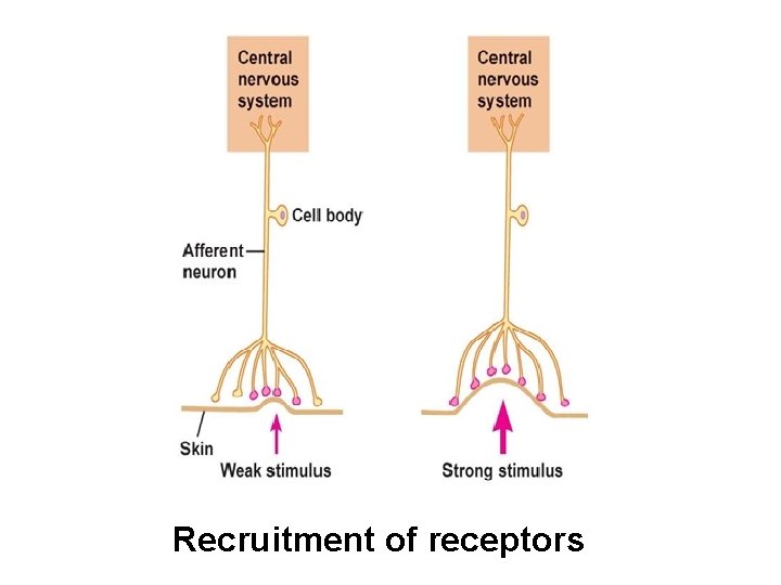 Recruitment of receptors 