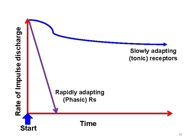 Rate of Impulse discharge Start Slowly adapting (tonic) receptors Rapidly adapting (Phasic) Rs Time