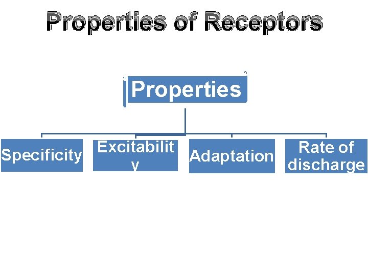 Properties of Receptors Properties Excitabilit Rate of Specificity Adaptation y discharge 