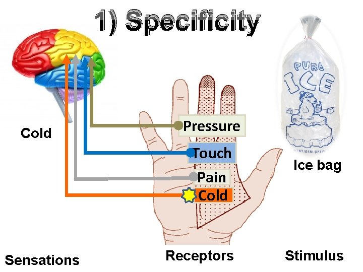 1) Specificity Cold Pressure Touch Pain Cold Sensations Receptors Ice bag Stimulus 7 