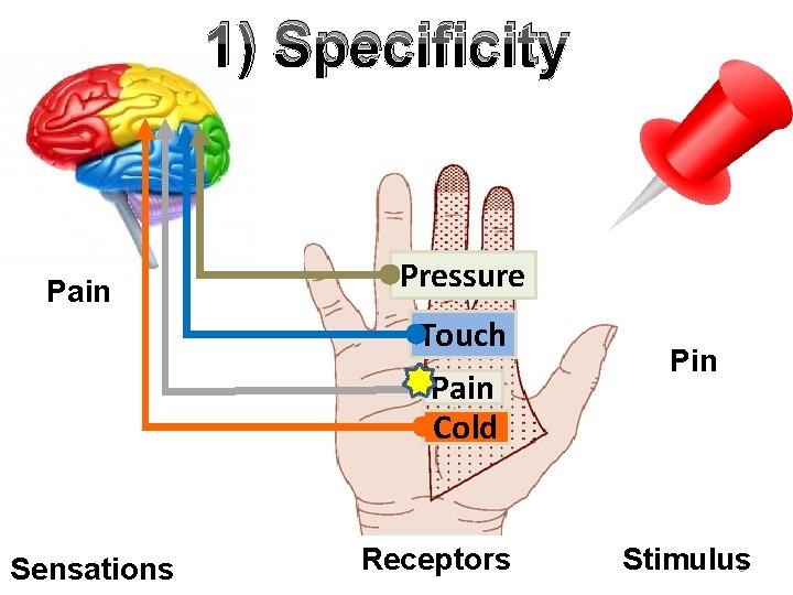 1) Specificity Pain Pressure Touch Pain Cold Sensations Receptors Pin Stimulus 8 