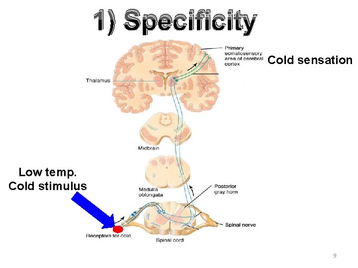 1) Specificity Cold sensation Low temp. Cold stimulus 9 