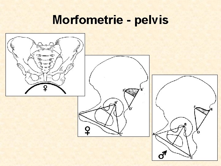 Morfometrie - pelvis 