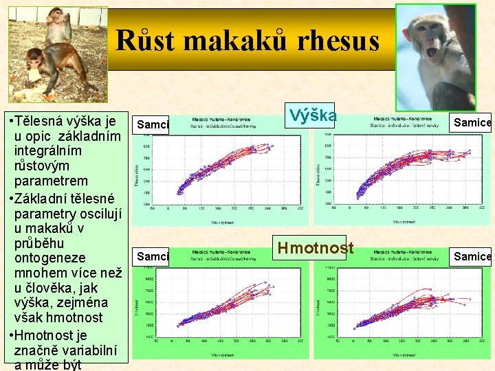 Růst makaků rhesus • Tělesná výška je u opic základním integrálním růstovým parametrem •