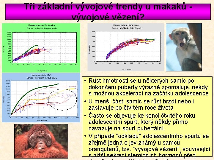 Tři základní vývojové trendy u makaků vývojové vězení? • Růst hmotnosti se u některých