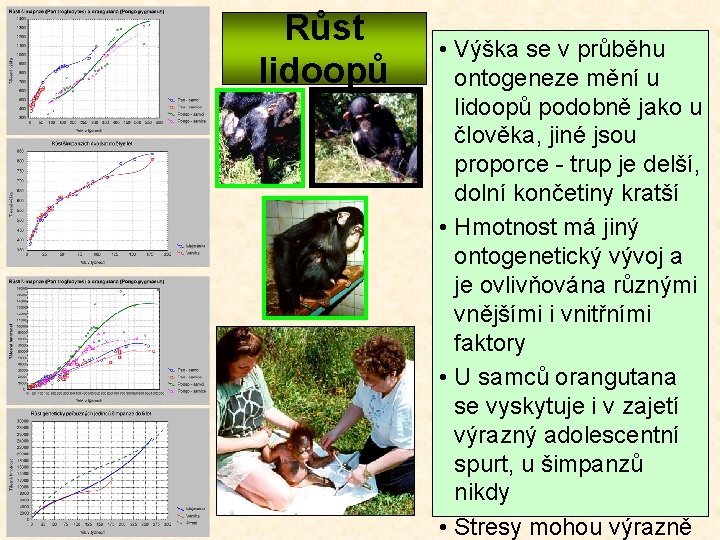 Růst lidoopů • Výška se v průběhu ontogeneze mění u lidoopů podobně jako u