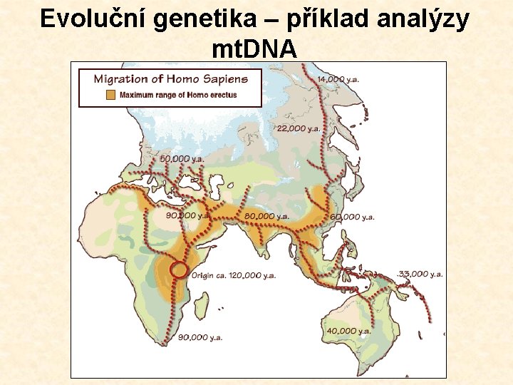 Evoluční genetika – příklad analýzy mt. DNA 